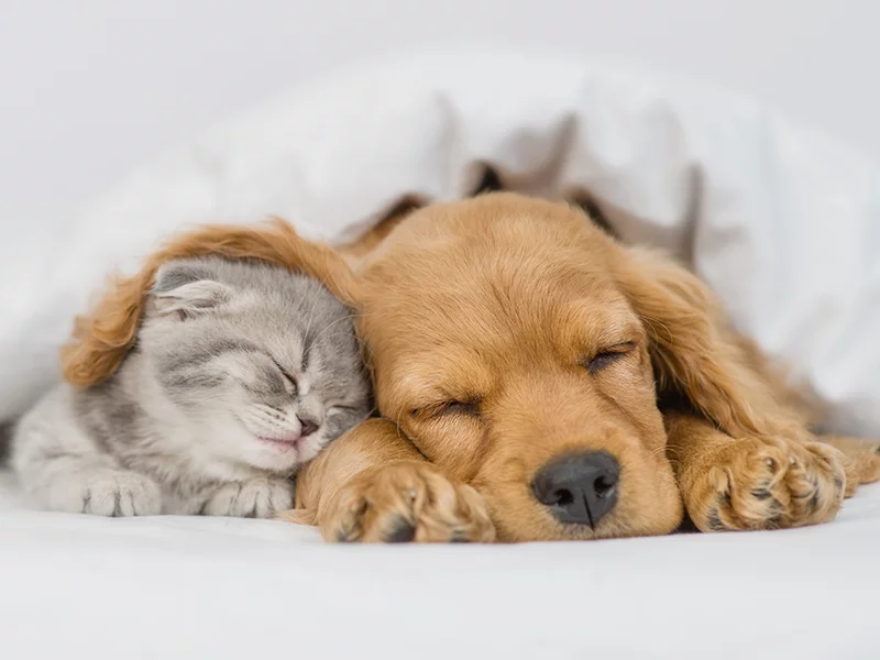 Escapada a hotel pet friendly! 1 noche para 2 adultos - Imagen 5